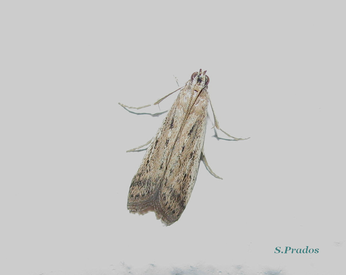 falena per identificare